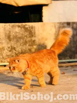 Persian cat